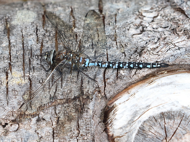 Aeshna caerulea (Azure Hawker) male 7.JPG